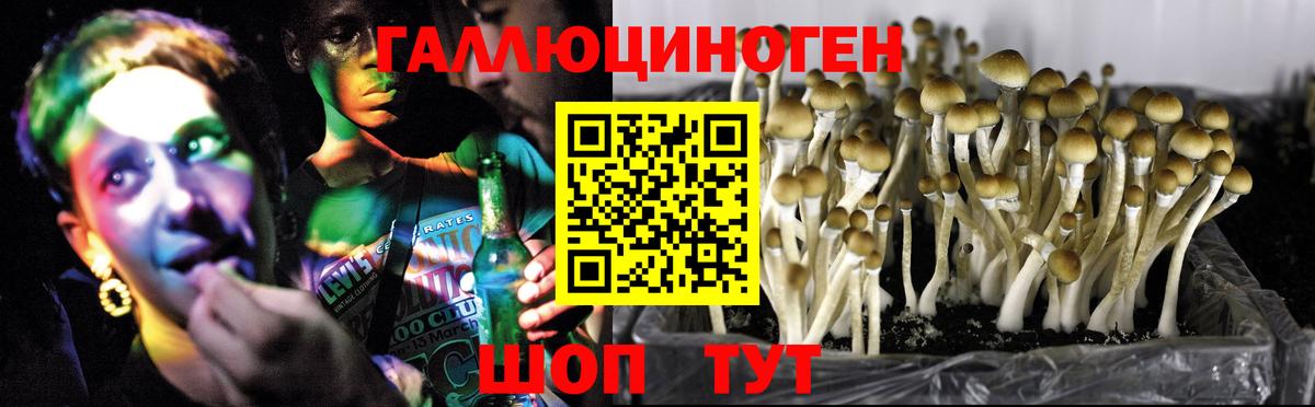 Назарово  Псилоцибиновые грибы Psilocybine cubensis  Вход с VPN  Псилоцибиновые грибы Magic Shrooms 